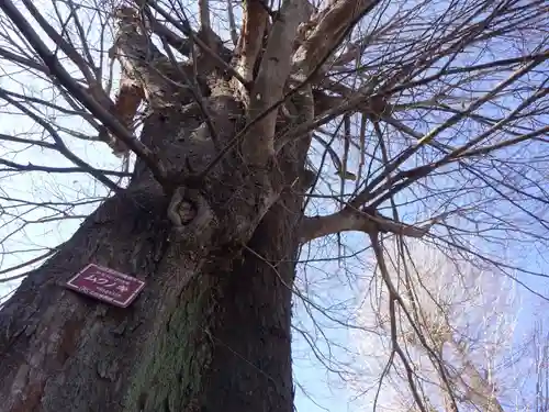 滝野川八幡神社の自然