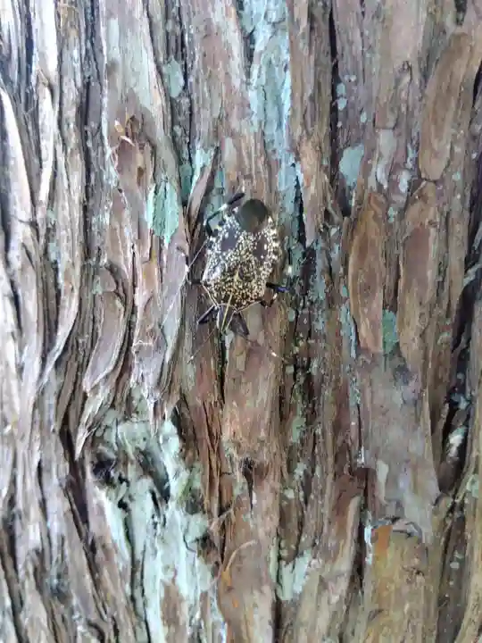 杉杜白髭神社(福井県)