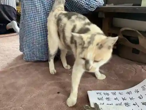 一心寺・一心禅寺の動物