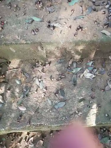 夜刀神社(愛宕神社境内社)の動物