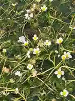 小烏神社(福井県)