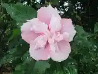 屋久島大社の自然