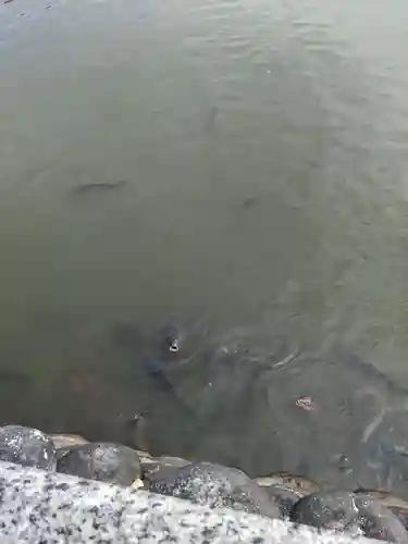 八大白龍大神の動物