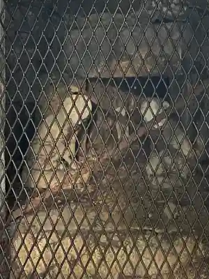 赤坂氷川神社(東京都)