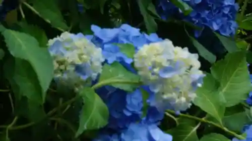 長谷寺(奈良県)