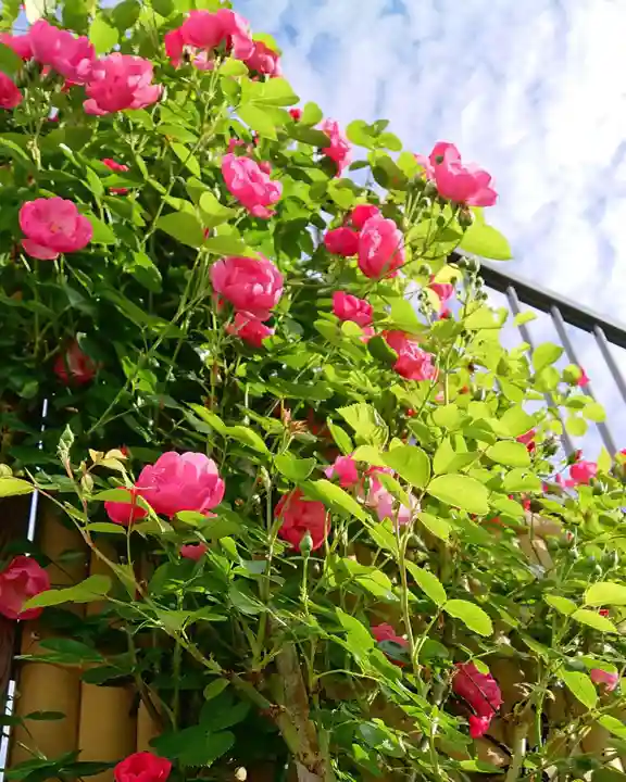 寿量山 速成寺の庭園