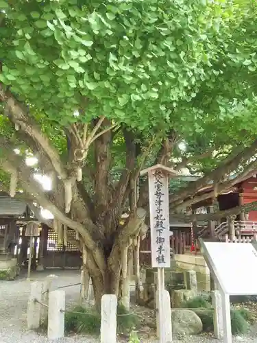 秩父神社の自然