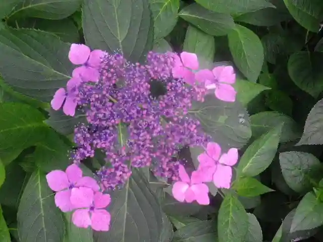 御霊神社の自然
