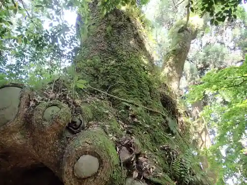 東霧島神社の自然