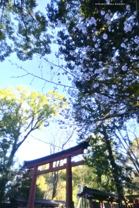 武蔵一宮氷川神社(埼玉県)