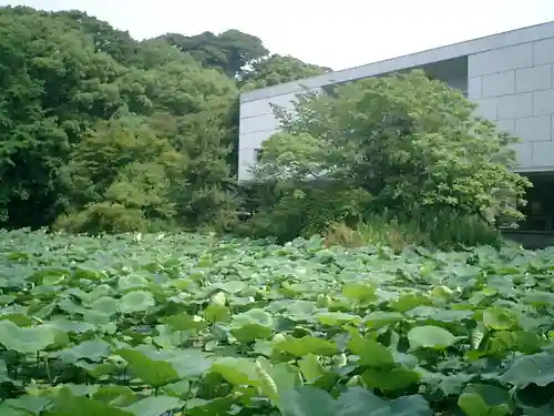 鶴岡八幡宮の庭園