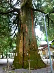 山住神社の自然