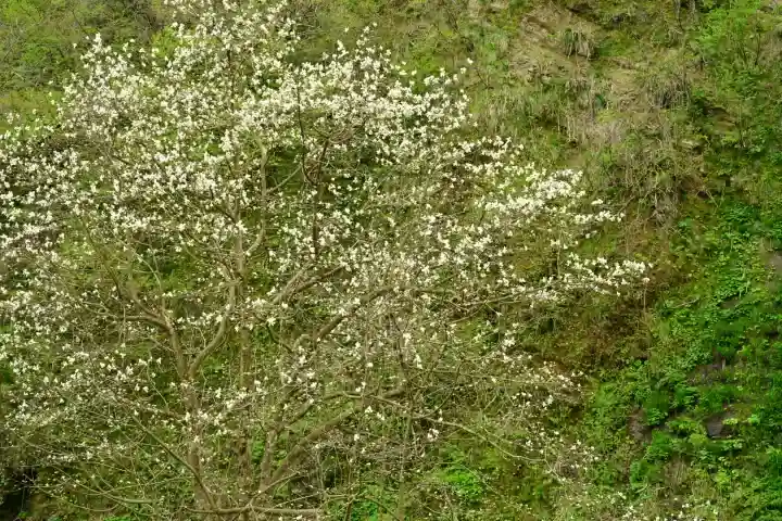 妙龍神社(新潟県)