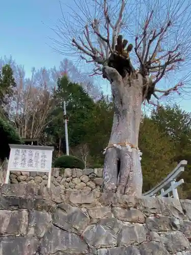 夫婦木神社姫の宮の自然