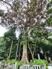 鴨都波神社(奈良県)