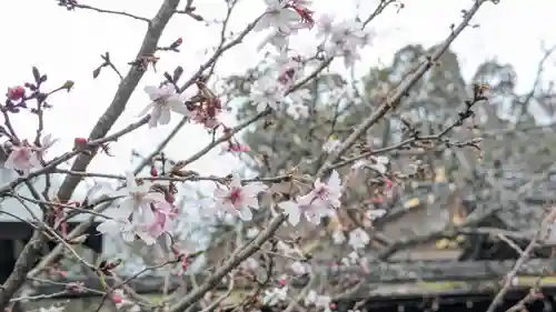 平野神社(京都府)