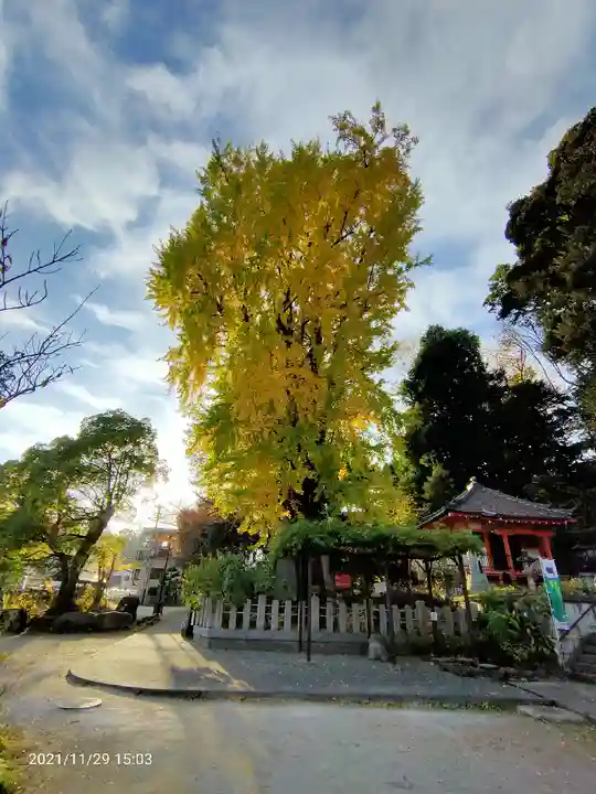 瀧泉寺(目黒不動尊)の自然