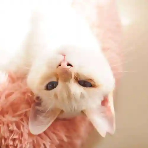 天王山 安楽寺(福井県)