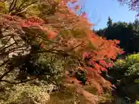 普門寺(切り絵御朱印発祥の寺)の自然