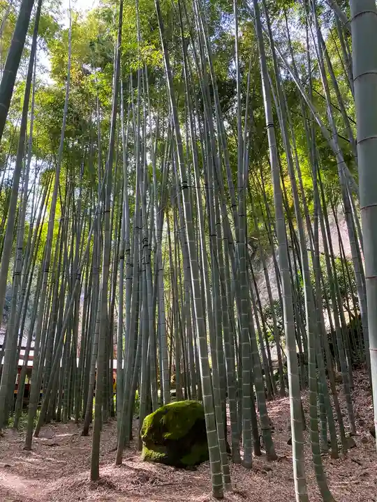 報国寺(神奈川県)