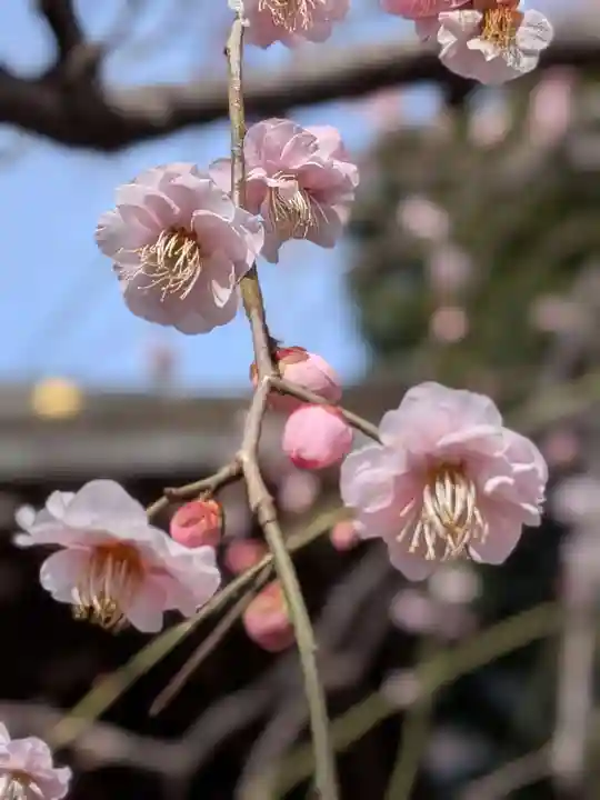 布多天神社(東京都)