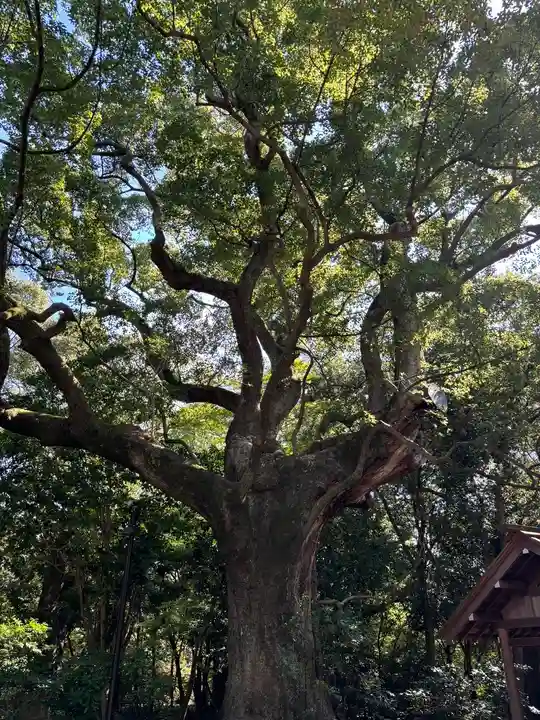 月夜見宮(豊受大神宮別宮)の自然