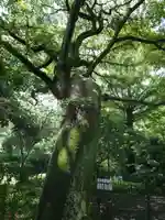 越ヶ谷久伊豆神社の自然