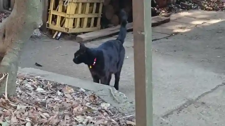 代々木八幡宮の動物