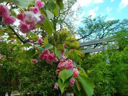 彌彦神社の庭園