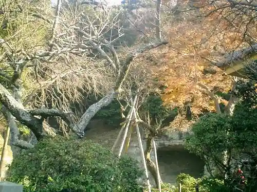 瑞泉寺の庭園