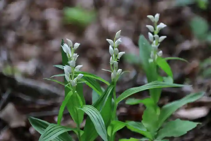古峯神社の自然
