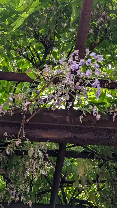 安井金比羅宮(京都府)