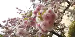 亀戸 香取神社の自然