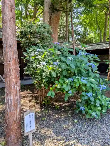 琴似神社(北海道)