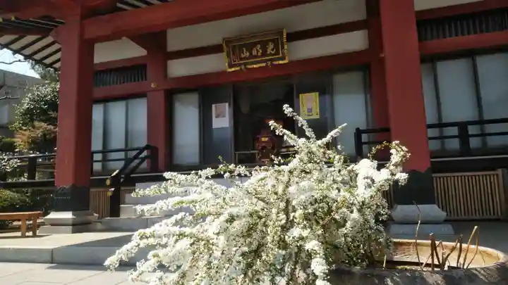 浄土宗 光明山 大蓮寺(照曜会館)の自然