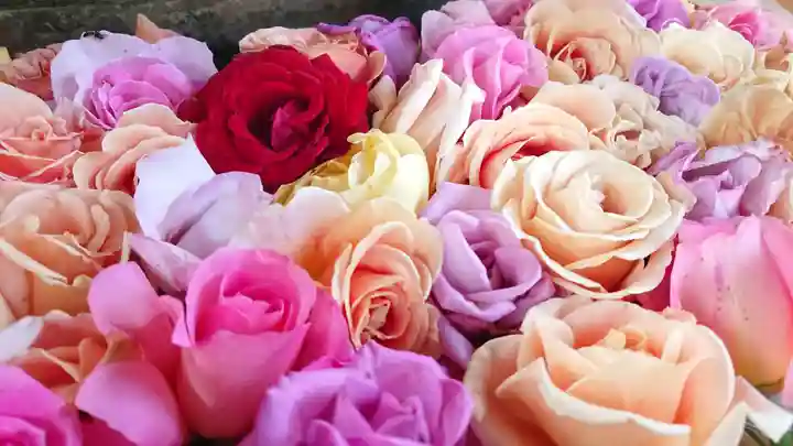 鳩ヶ谷氷川神社(埼玉県)