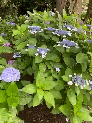 妙法寺(東京都)