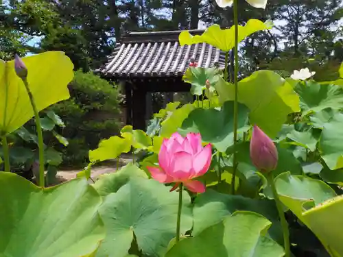 唐招提寺の自然