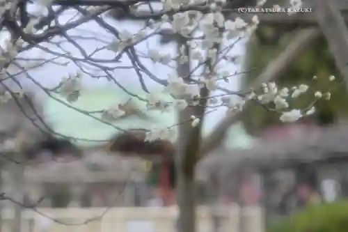 亀戸天神社の自然