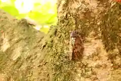 三津厳島神社の動物