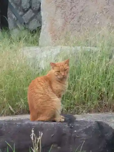 柿本神社の動物