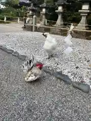 石上神宮の動物