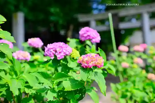 谷保天満宮(東京都)