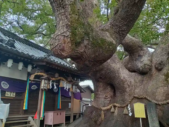 三島神社の自然