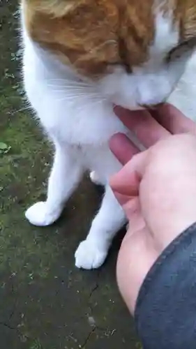 前玉神社の動物