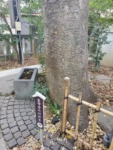 行田八幡神社の自然