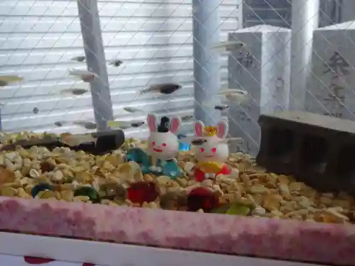 菊名神社の動物