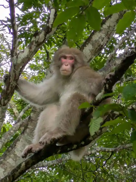 天神平天満宮(群馬県)