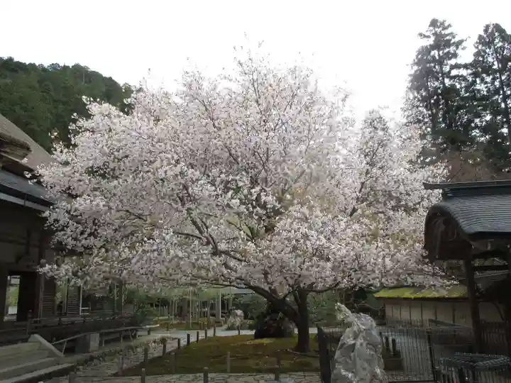 常照皇寺の自然