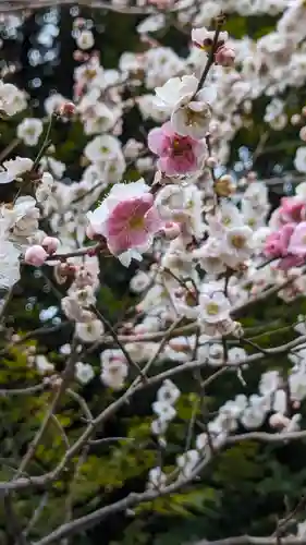 北野天満宮の自然